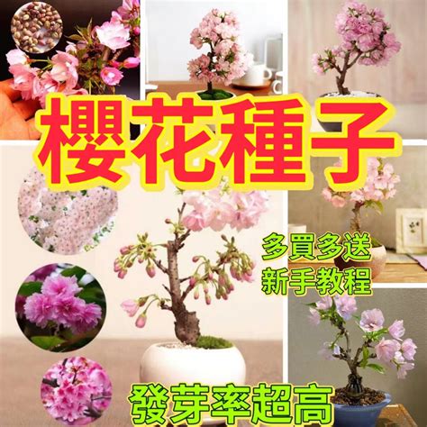 種櫻花|櫻花種植盆栽指南：酸鹼度、日照條件、落葉季節全攻。